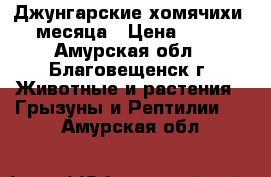 Джунгарские хомячихи 3 месяца › Цена ­ 700 - Амурская обл., Благовещенск г. Животные и растения » Грызуны и Рептилии   . Амурская обл.